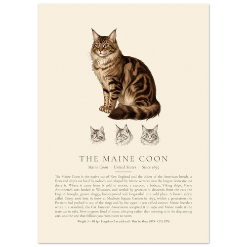 Brown tabby Maine Coon breed plate with three ink head studies, The Kennel Book