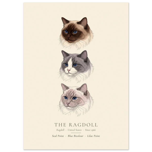 Ragdoll three colours plate, seal point, blue bicolour and lilac point head studies, The Kennel Book