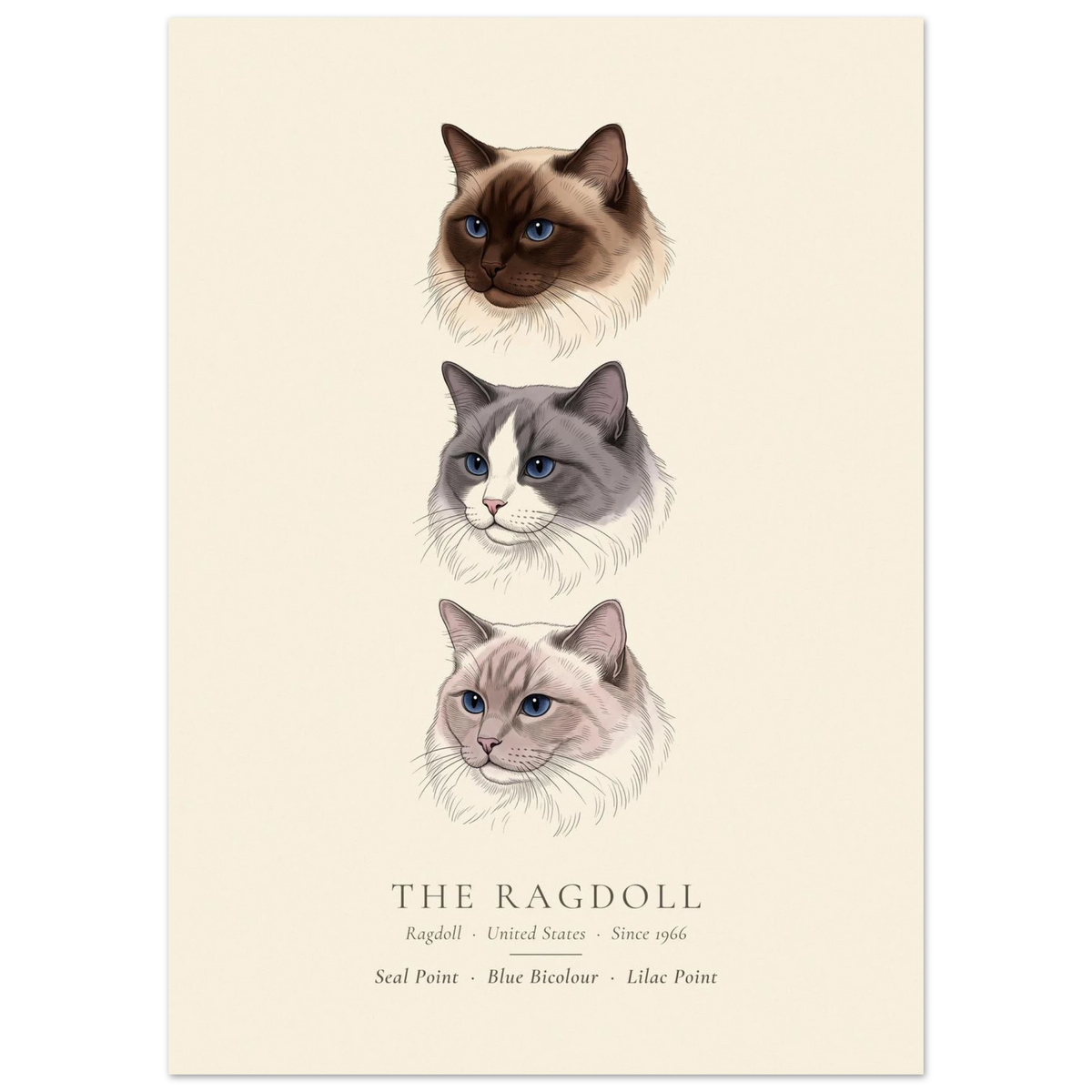 Ragdoll three colours plate, seal point, blue bicolour and lilac point head studies, The Kennel Book