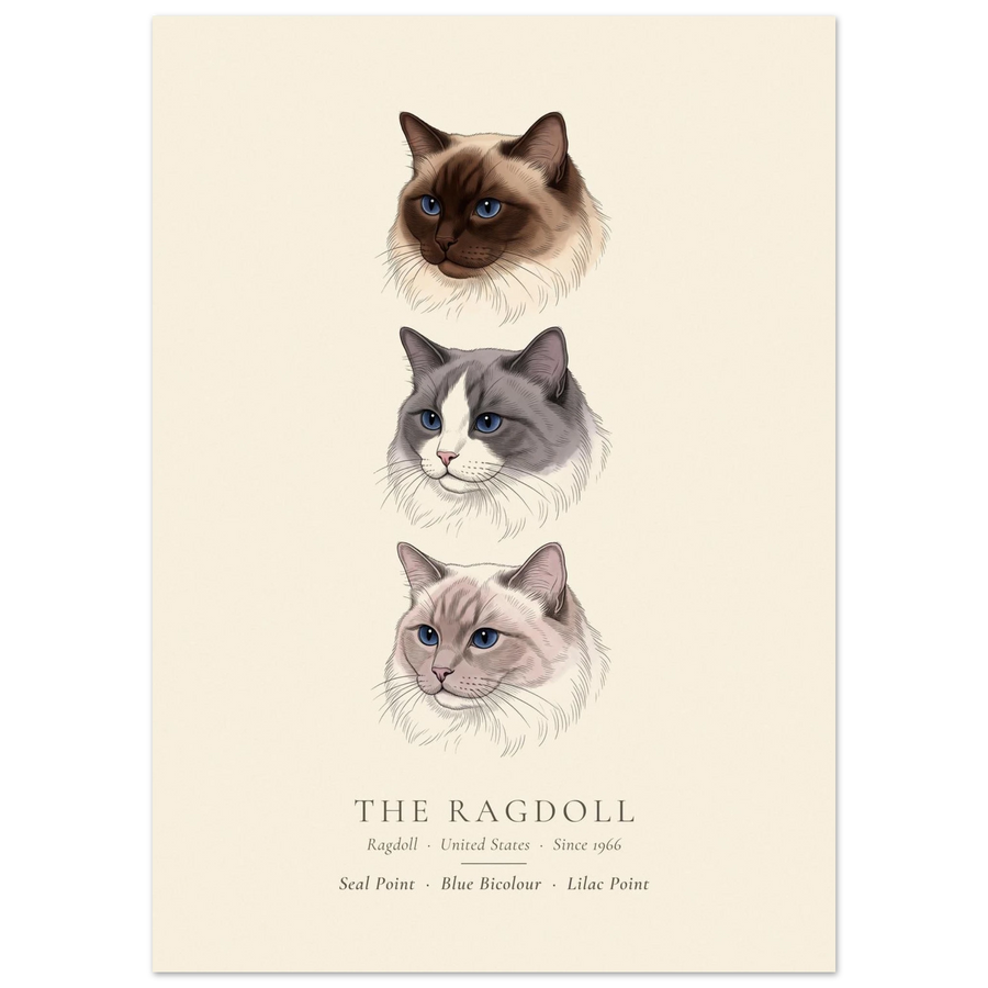Ragdoll three colours plate, seal point, blue bicolour and lilac point head studies, The Kennel Book