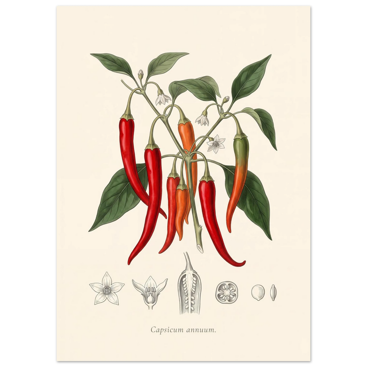 Capsicum Annuum chilli pepper antique botanical plate poster