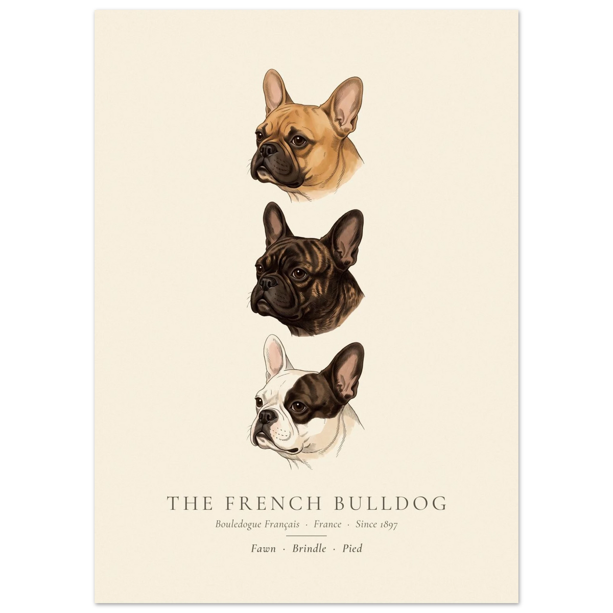 French Bulldog three colours plate, fawn, brindle and pied head studies, The Kennel Book