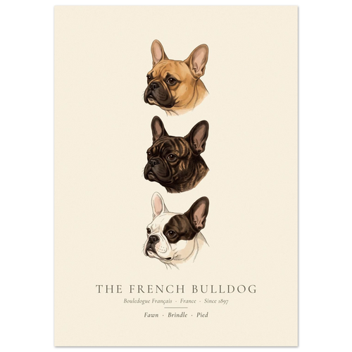 French Bulldog three colours plate, fawn, brindle and pied head studies, The Kennel Book