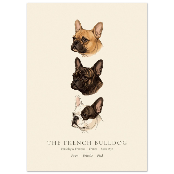 French Bulldog three colours plate, fawn, brindle and pied head studies, The Kennel Book