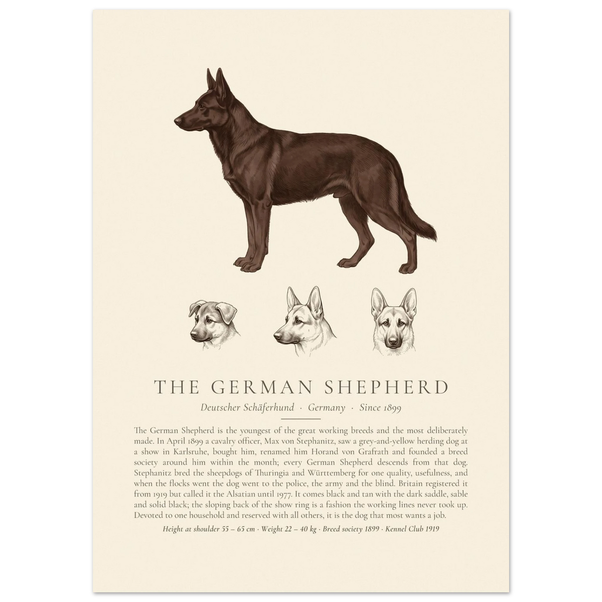 Black German Shepherd breed plate with three ink head studies, The Kennel Book