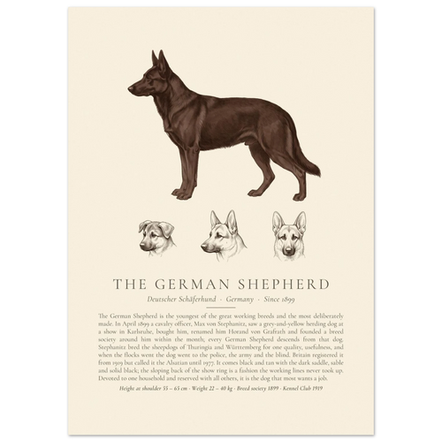 Black German Shepherd breed plate with three ink head studies, The Kennel Book