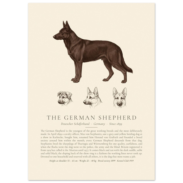 Black German Shepherd breed plate with three ink head studies, The Kennel Book