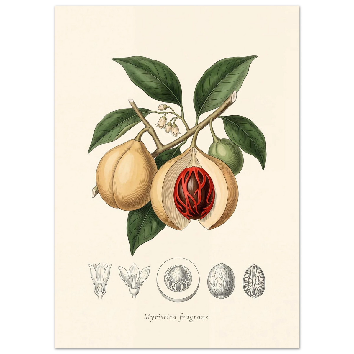 Myristica Fragrans nutmeg antique botanical plate poster