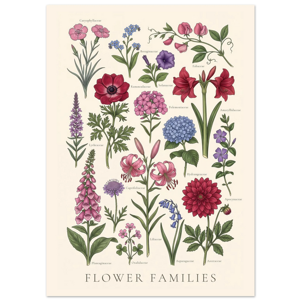 Flower Families antique botanical chart poster, sheet II