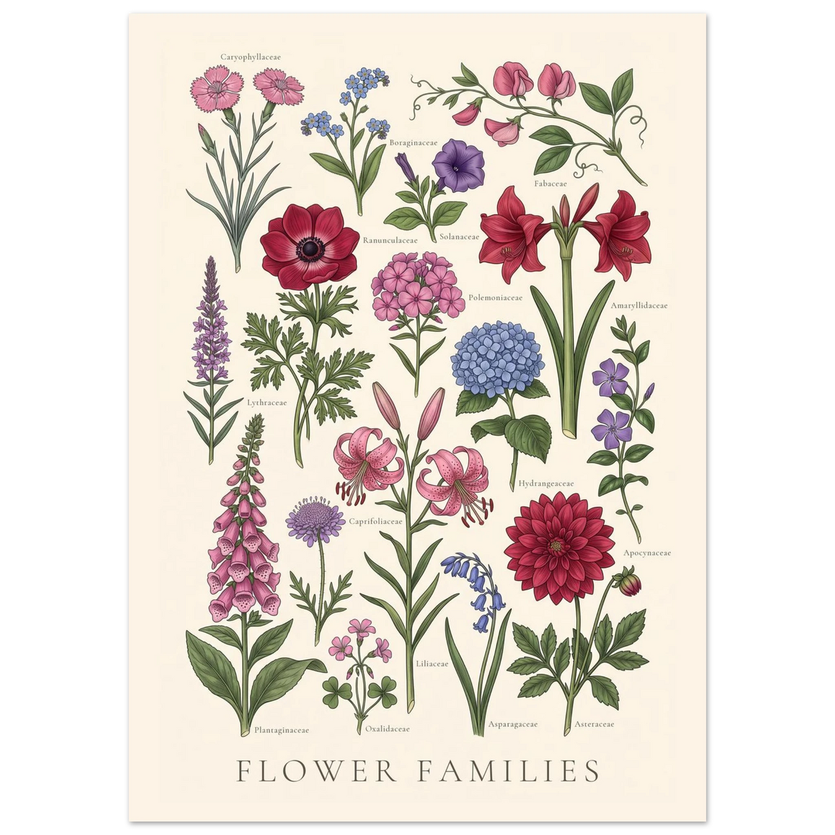 Flower Families antique botanical chart poster, sheet II