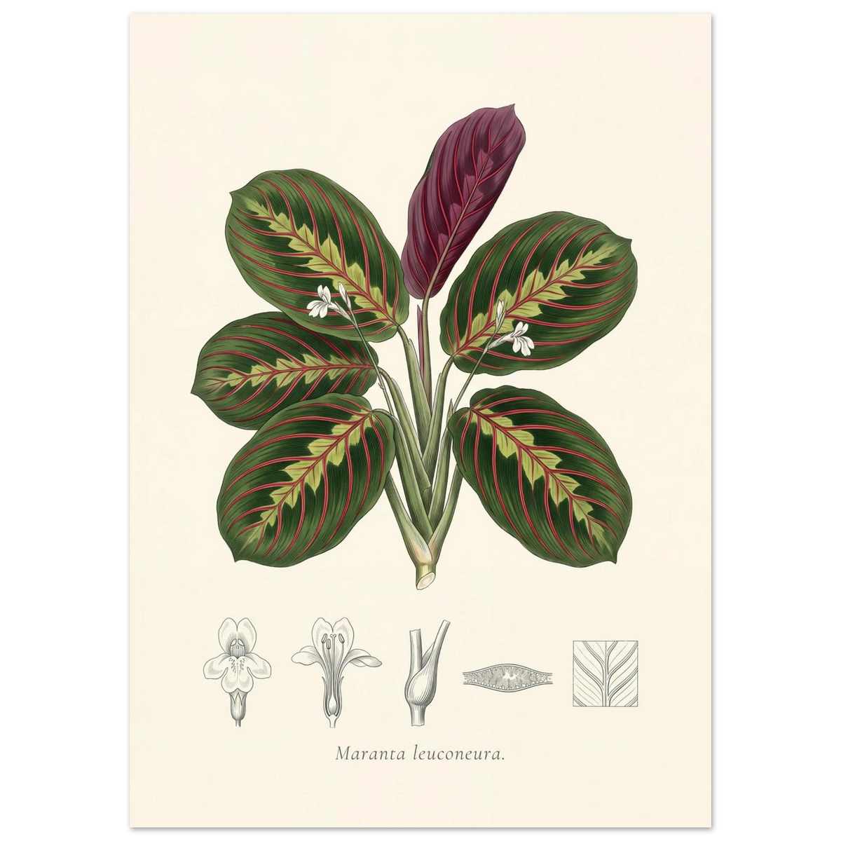 Prayer plant botanical plate, antique engraving style, Maranta leuconeura