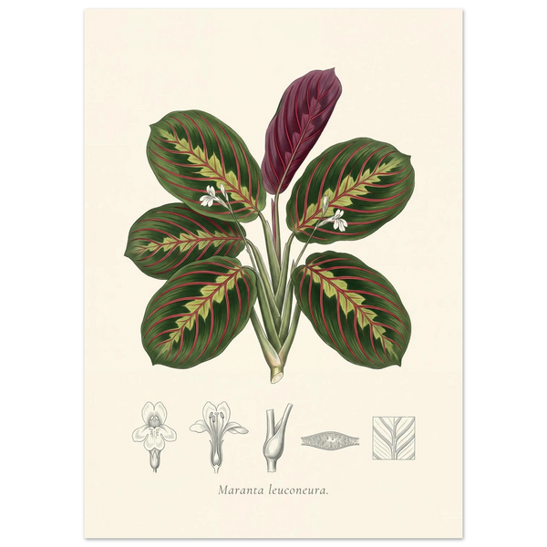 Prayer plant botanical plate, antique engraving style, Maranta leuconeura