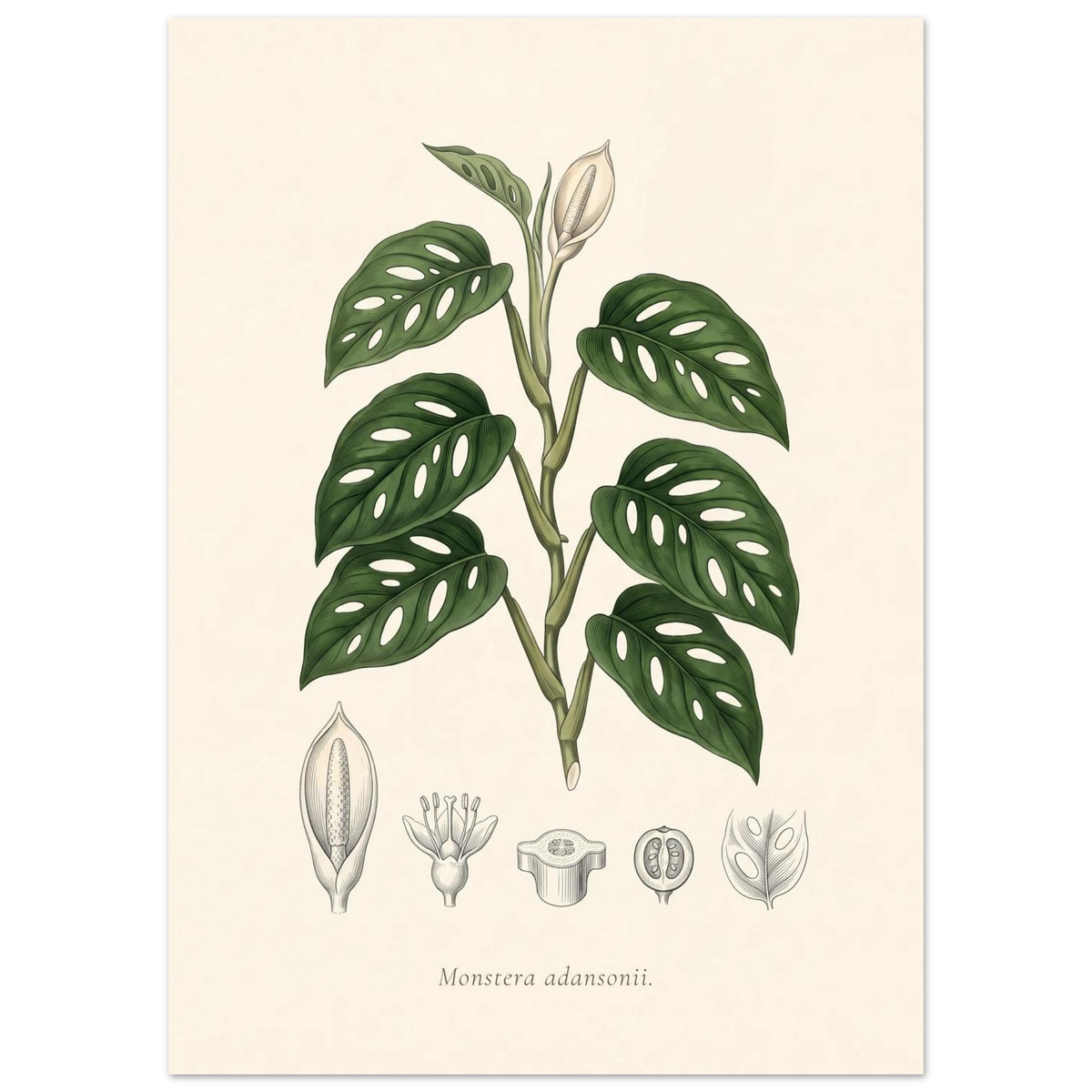 Swiss cheese vine botanical plate, antique engraving style, Monstera adansonii