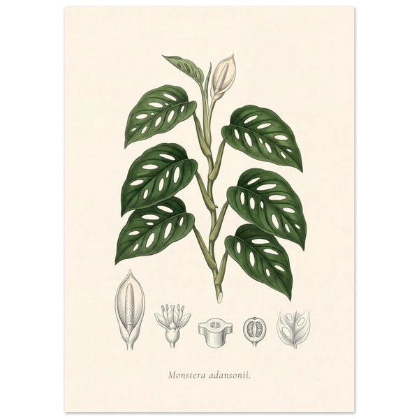 Swiss cheese vine botanical plate, antique engraving style, Monstera adansonii