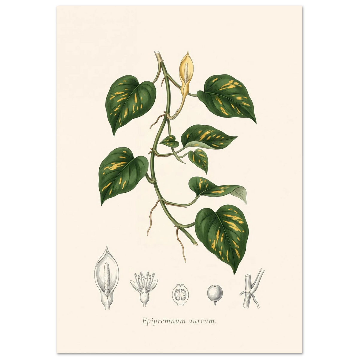 Pothos botanical plate, antique engraving style, Epipremnum aureum