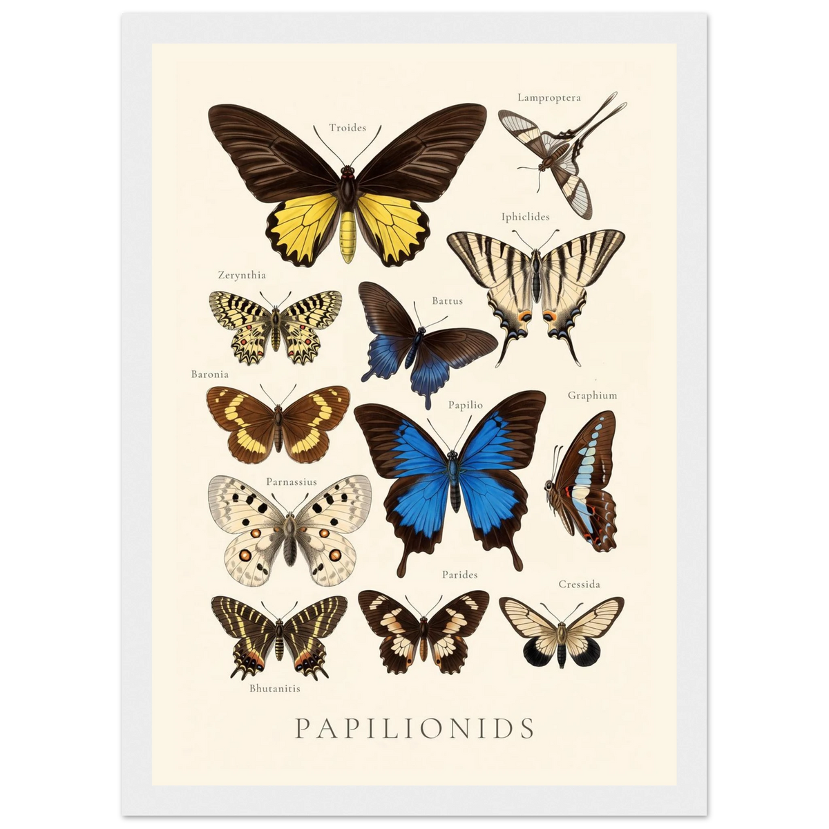 Papilionids — Butterfly Chart poster