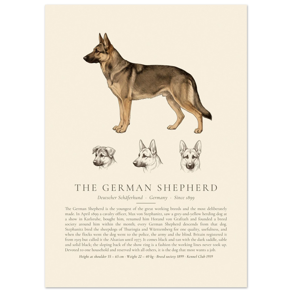 Sable German Shepherd breed plate with three ink head studies, The Kennel Book