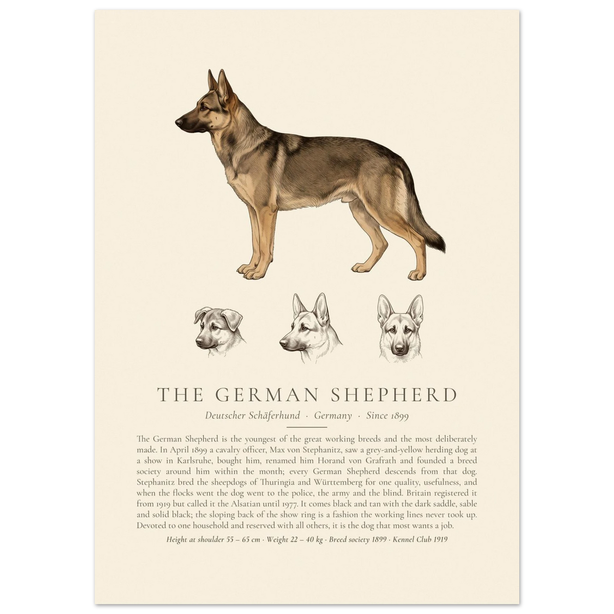 Sable German Shepherd breed plate with three ink head studies, The Kennel Book
