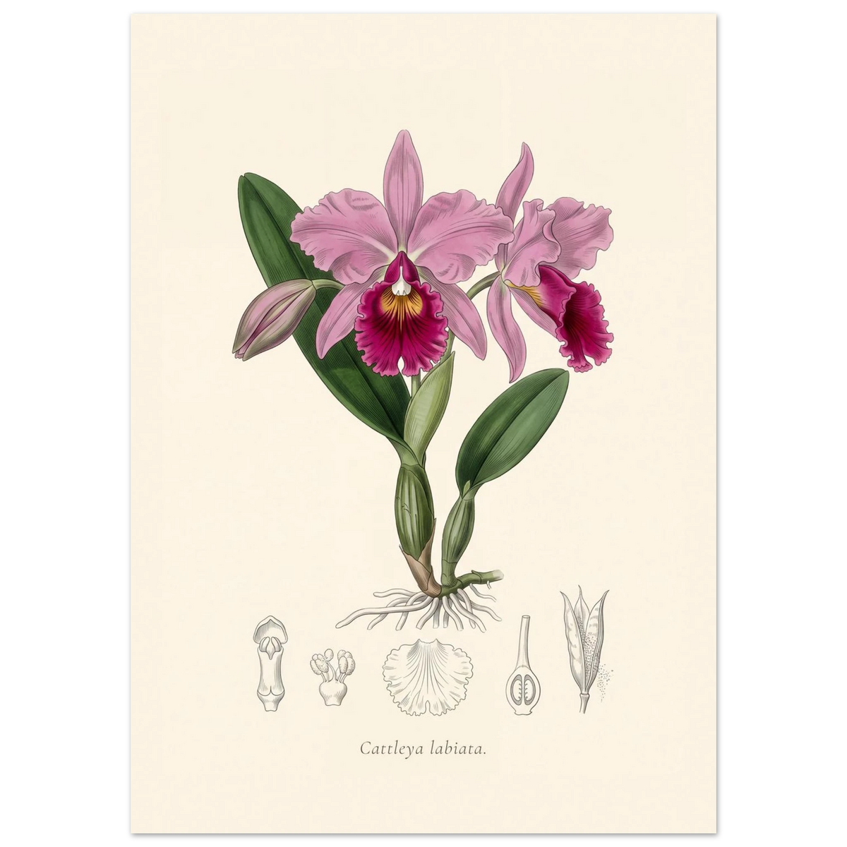 Cattleya Labiata orchid antique botanical plate poster