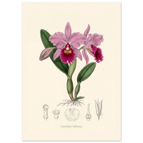 Cattleya Labiata orchid antique botanical plate poster