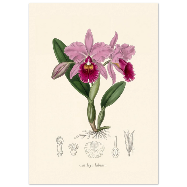 Cattleya Labiata orchid antique botanical plate poster