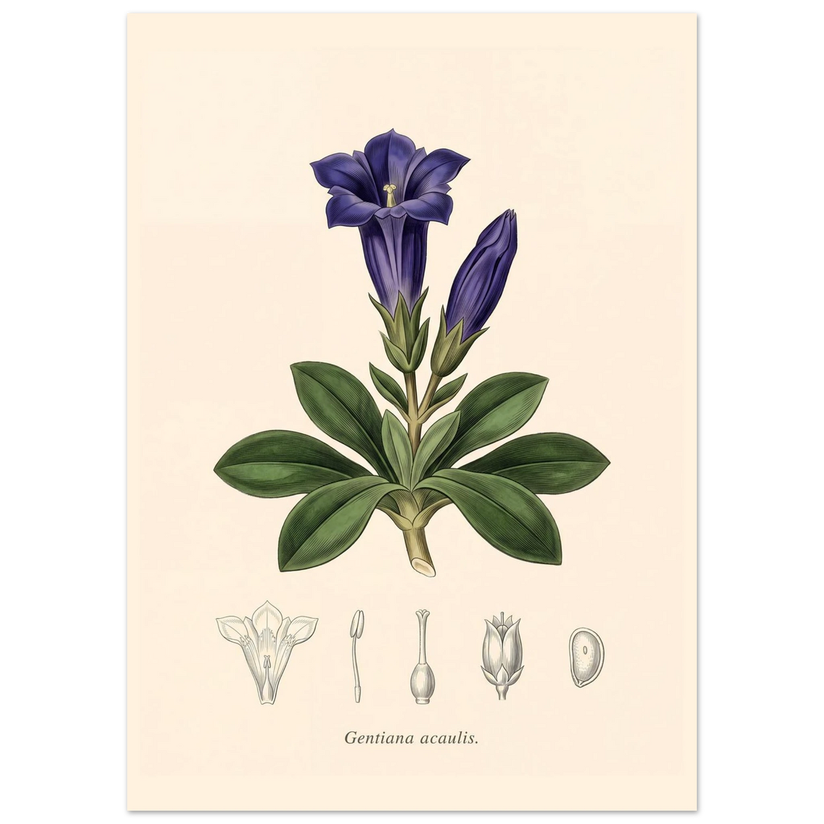 Gentiana Acaulis alpine gentian antique botanical plate poster