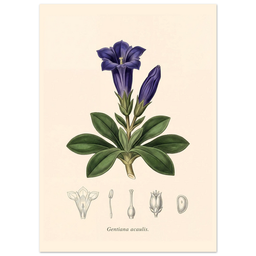 Gentiana Acaulis alpine gentian antique botanical plate poster