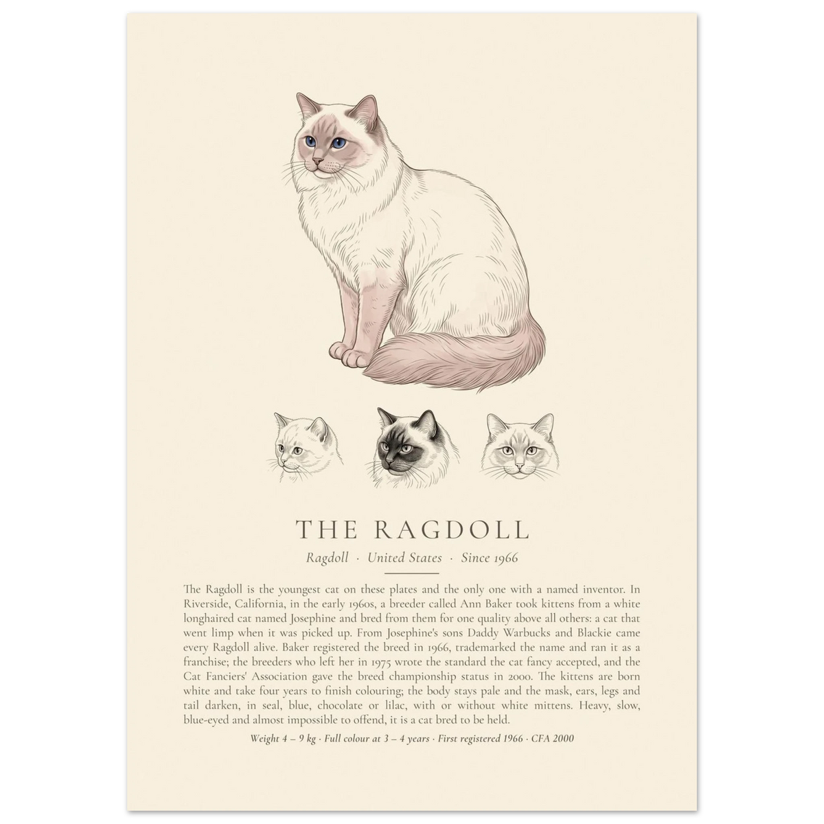 Lilac point Ragdoll breed plate with three ink head studies, The Kennel Book