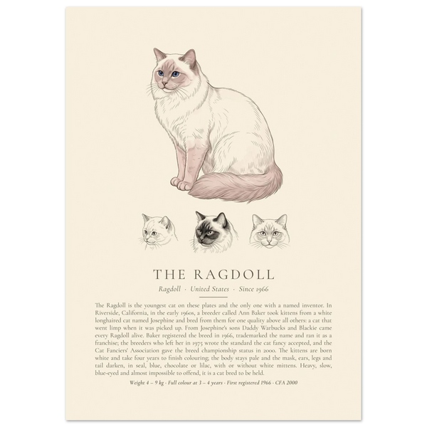 Lilac point Ragdoll breed plate with three ink head studies, The Kennel Book