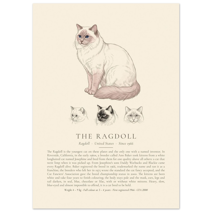 Lilac point Ragdoll breed plate with three ink head studies, The Kennel Book